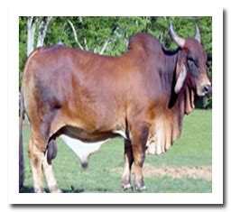 Breeds of cattle and buffalo