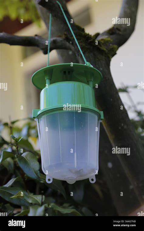 Image result for Box Tree Moth Control