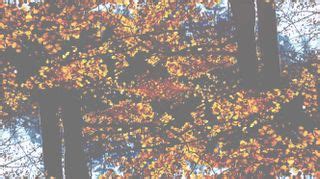 Image result for Fall Background Motion Loop