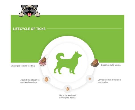 Zoetis Simparica Liver Flavour Tick and Fleas Removal Chewable Tablets ...