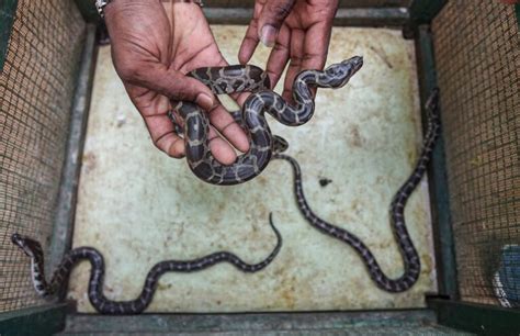 Image result for How to Care for Indian Python