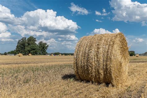 Bail vs Bale: How to Choose the Right Word