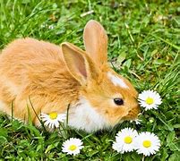 Image result for Cute Little Baby Bunny Eating