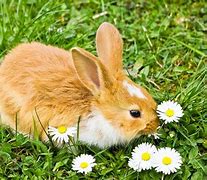Image result for Bunnies Eating Weed