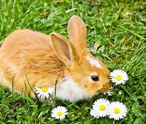 Image result for Baby Bunny Eating