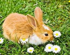 Image result for Rabbit Eating Plants