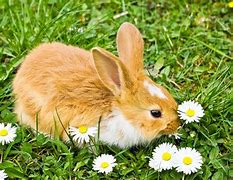 Image result for Bunnies Eating Flowers