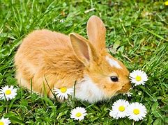 Image result for Bunny with Benefits