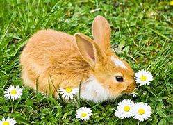 Image result for Garden Plants Rabbits Eat