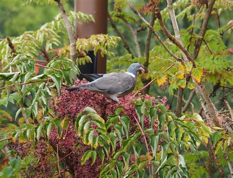 Wild Common wood pigeon (Columba palumbus) on fruits of Japanese Angelica tree (Aralia elata ...