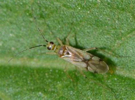 Insect Pests