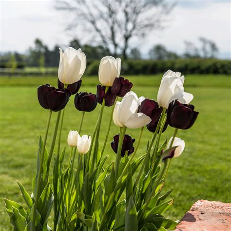 How deep to plant tulip bulbs - the easy rule to follow | Ideal Home