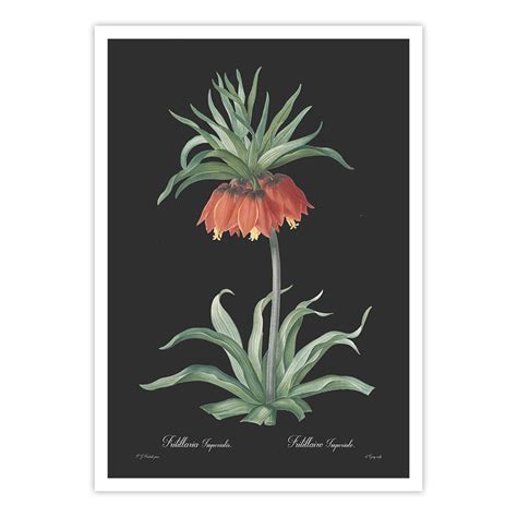 Sale - Fritillaria imperialis - Dark – Calcuttan