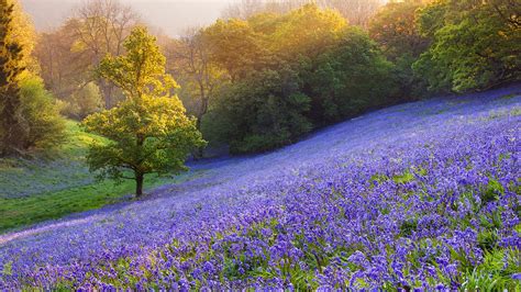 Bluebells in the countryside, Minterne Magna, Dorset, England, UK ...