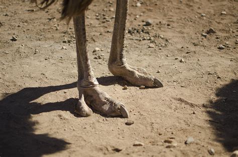 How Many Toes Does An Ostrich Have On One Foot Store ...