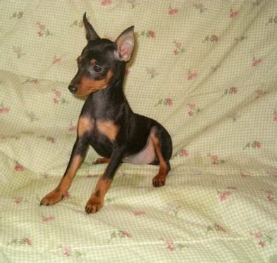 Miniature Pinscher Puppies for sale in Delhi At the best prices
