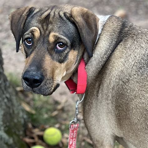 Join Dog Star Rescue Eversource Marathon Team | Dog Star Rescue