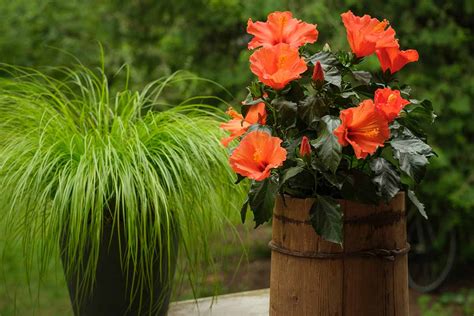 How to Grow Tropical Hibiscus in Containers | Gardener's Path