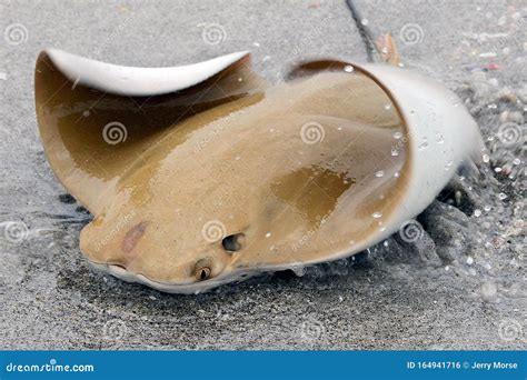 Cow Nose Ray Splashing stock photo. Image of looks, clarity - 164941716