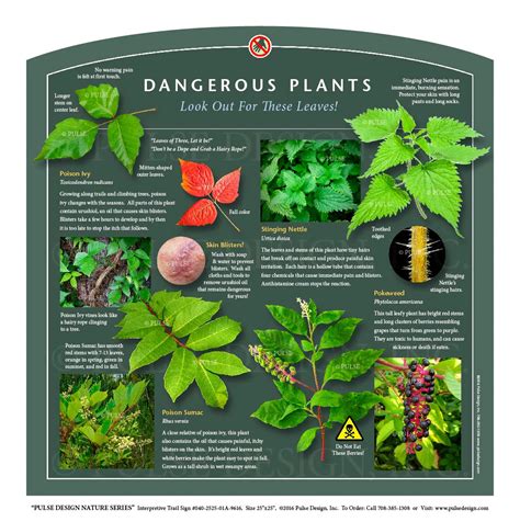 Poison Oak Vs Poison Ivy Rash
