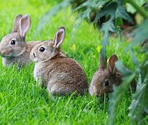 Image result for Baby Rabbits in Nest