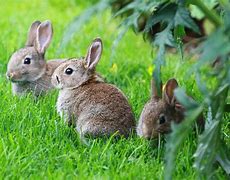 Image result for Adorable Baby Rabbits