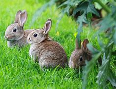 Image result for Newborn Baby Bunnies Costumes