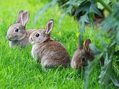 Image result for Dogs and Baby Bunnies