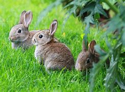 Image result for What to Give to Baby Wild Rabbit