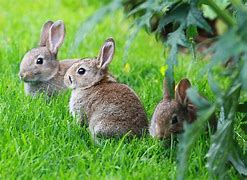 Image result for What Do Newborn Baby Rabbits Look Like