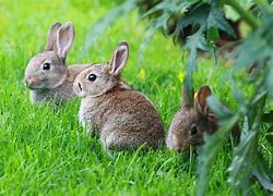 Image result for Mother Rabbit with Babies