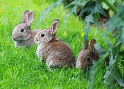 Image result for Wild Baby Rabbit Plush