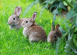 Image result for Black Baby Bunnies