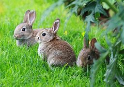 Image result for Wild Baby Rabbits Eat
