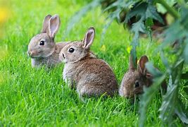 Image result for Baby Rabbits and Kittens