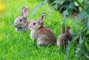 Image result for What to Do with Wild Baby Bunnies