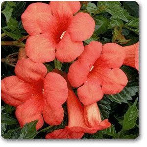 Buy Madame Galen Trumpet Vine - Plant online from Nurserylive at lowest ...