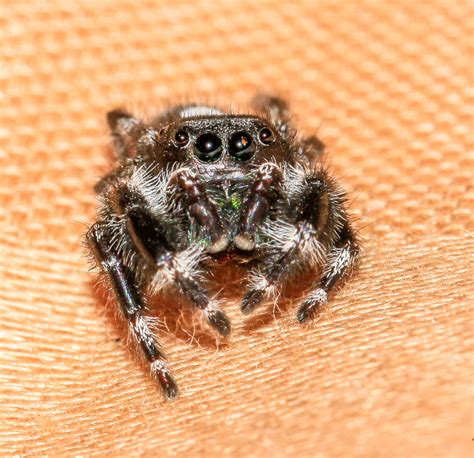 Jumping Spider Phidippus Audax True Spider by Spider Farm - MorphMarket