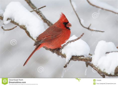 主要北暴风雪 库存图片. 图片 包括有 本质, 红鸟, 鸟的监视人的, 暴风雪, 烧杯, 双翼飞机, 降雨雪 - 7765383