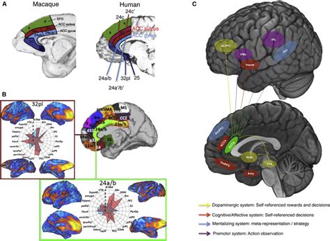 Cingulate cortex Disorders 的图像结果