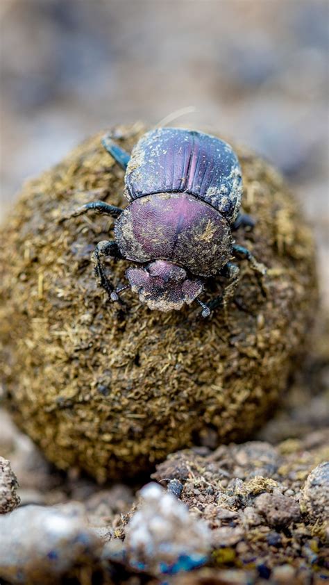 गुबरैला कितना खतरनाक होता है? - India TV Hindi