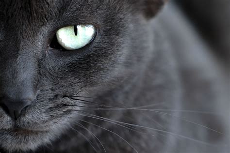 1920x1080 black cats cat eyes wallpaper JPG 171 kB - Coolwallpapers.me!