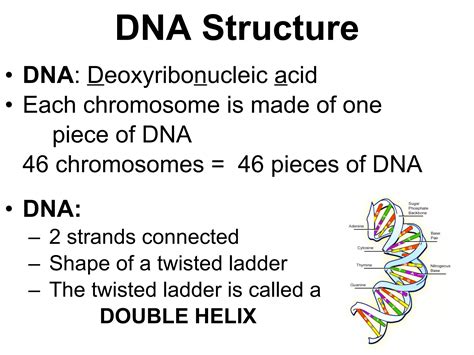 Image result for Structure of DNA Class 12