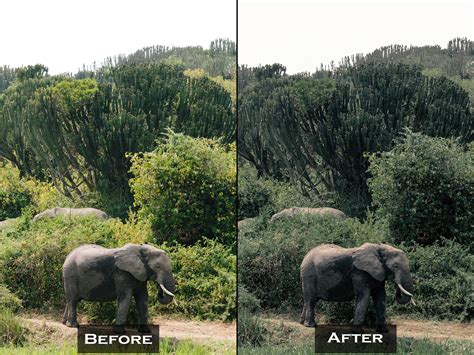 10 Jungle Wildlife Lightroom Presets Pack Mobile and Desktop - Etsy