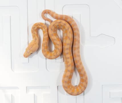 Image result for Purple Morph Reticulated Python