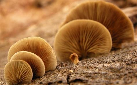 世界上最驚人的真菌 - 每日頭條