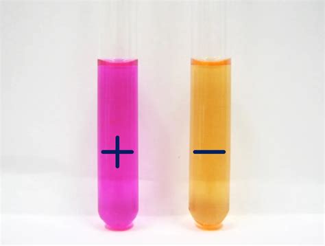 Image result for Urease