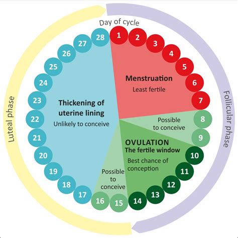 Image result for Ovulation Cycle