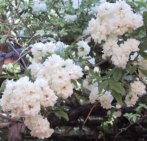 Lady Banks White Live Climbing Rose Bush Plant Thornless Heirloom Own ...