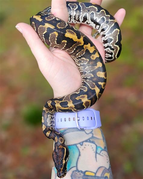 Image result for Ball Python Hybrid